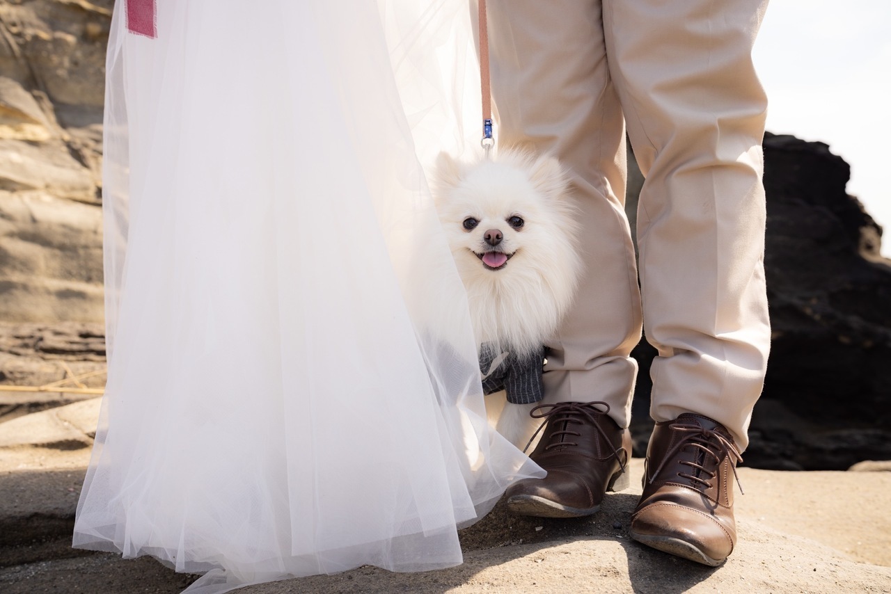 愛犬を抱っこして撮影する城ヶ島前撮り